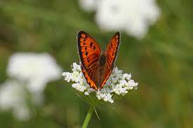 Büyük Bakır Kelebeği (Lycaena Dispar)