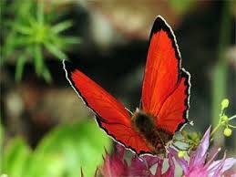 Büyük Bakır Kelebeği (Lycaena Dispar)