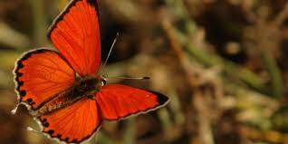 Büyük Bakır Kelebeği (Lycaena Dispar)