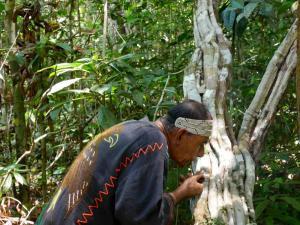 Ayahuasca Nedir?