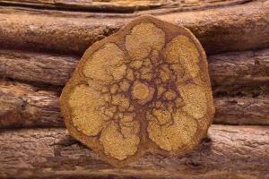 Ayahuasca Nedir?