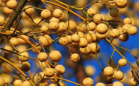 Longan Meyvesinin Sağlık Açısından Faydaları