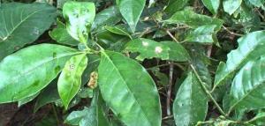 Ayahuascanın Sağlık Açısından Fayda ve Riskleri