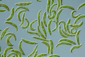 Protista Alemi Terimler Sözlüğü, Açıklama ve Örnekleri