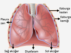 Akciğer Hastalıkları ve Solunum Sağlığı