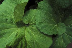Öksürük Otu (Butterbur) Bitkisi, Bileşenleri, Kullanım ve Yan Etkiler