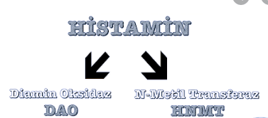 Histamin Nedir? Histamin İntoleransının Belirtileri, Tanı ve Tedavisi