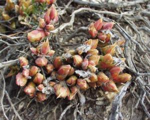 Kanna (Sceletium Tortuosum) Nedir, Bileşenleri, Dozajı ve Yan Etkileri Nelerdir?