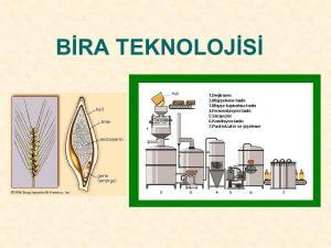 Alkol Alerjisi ve İntoleransı