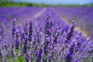 Tıbbi ve Aromatik Bitkilerin Sürdürülebilirliği ve Korunması