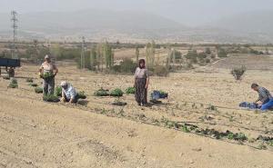 Tıbbi ve Aromatik Bitkilerin Sürdürülebilirliği ve Korunması