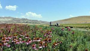 Tıbbi ve Aromatik Bitkilerin Sürdürülebilirliği ve Korunması
