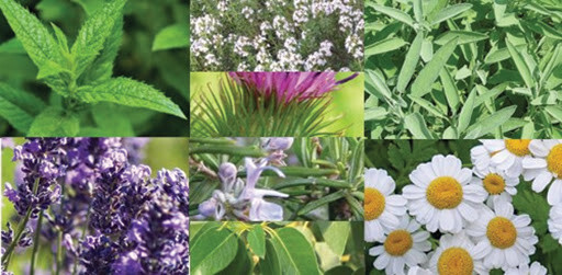 Tıbbi ve Aromatik Bitkilerin Sürdürülebilirliği ve Korunması