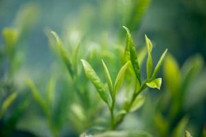 Teaflavin (Theaflavin) Nedir, Sağlık Açısından Faydaları Nelerdir?