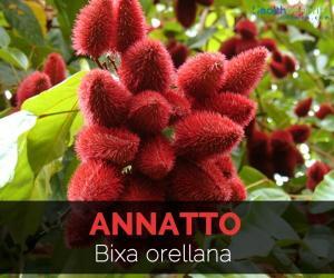 Annatto'nun Kullanım Alanları, Faydaları ve Yan Etkileri