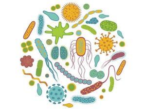 Bacillus Subtilis (B. Subtilis) Nedir?