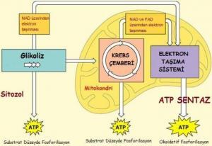 Solunum Tipleri Nelerdir?