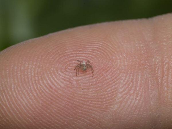 Dünyanın En Küçük Böcekleri
