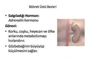Stres Hormonları: Adrenalin, Kortizol, Norepinefrin Sağlığı Nasıl Etkiler?