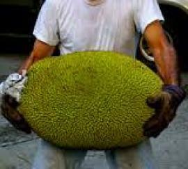 Jackfruit (Jak) Meyvesi Nedir, Sağlık Açısından Faydaları Nelerdir?
