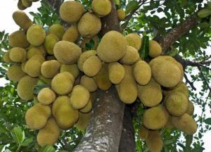 Jackfruit (Jak) Meyvesi Nedir, Sağlık Açısından Faydaları Nelerdir?