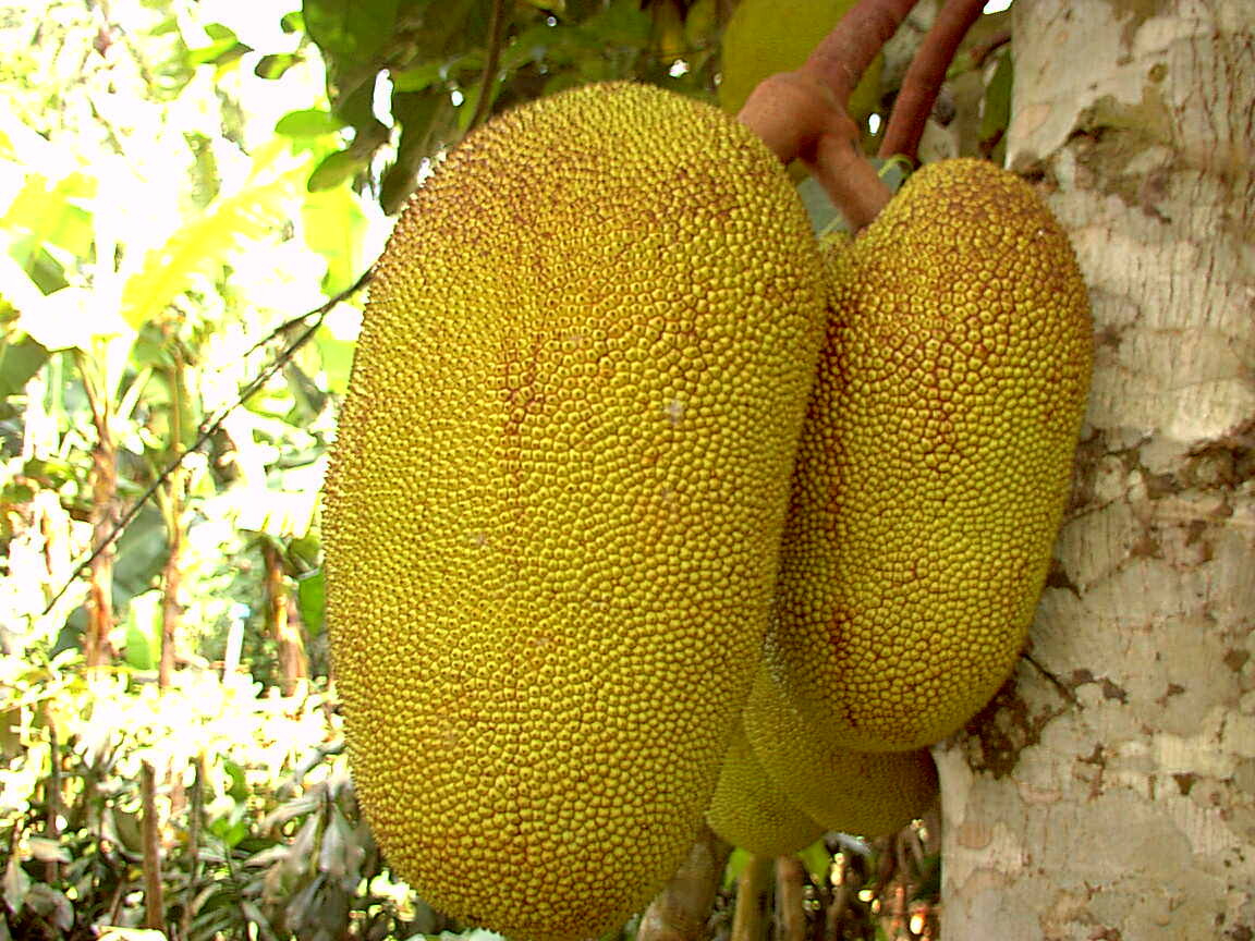 Jackfruit (Jak) Meyvesi Nedir, Sağlık Açısından Faydaları Nelerdir?