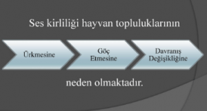 Gürültü Kirliliği ve Canlılar Üzerindeki Etkileri