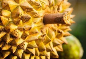 Durian (Duryan) Meyvesi: Besin Değeri, Yan Etkileri ve Sağlığa Faydaları