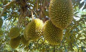 Durian (Duryan) Meyvesi: Besin Değeri, Yan Etkileri ve Sağlığa Faydaları