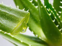 Aloe Vera Tip 2 Diyabet Tedavisinde Yardımcı Olabilir mi?