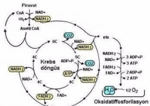 Fosforilasyon Nedir, Nasıl Çalışır, Türleri Nelerdir?