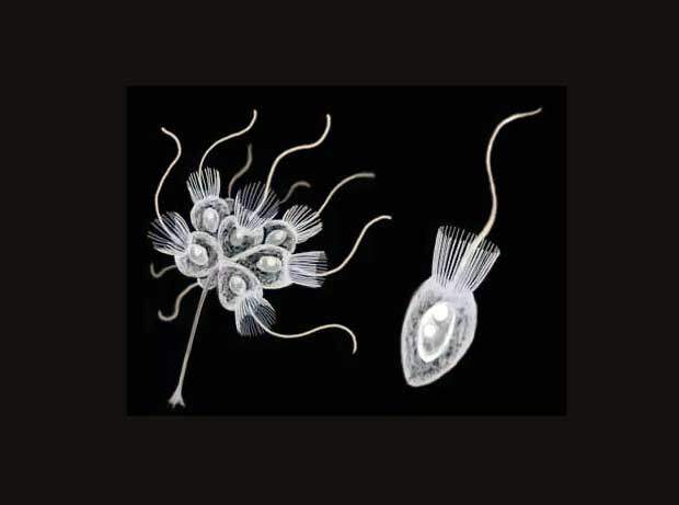 Yakalı Kamçılılar (Choanoflagellates) Nedir?