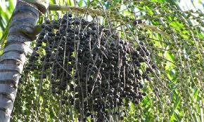 Acai Üzümü: Besin Değeri, Tarihi, Kullanım Alanları ve Yan Etkileri