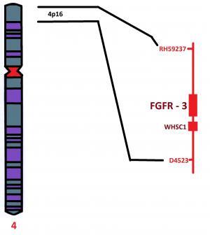 Akondroplazinin Altında Yatan Genetik: FGFR3 Geni