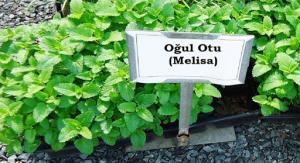 Limon Otunun (Melisa Otu) Kullanımı, Yan Etkileri, Etkileşimleri ve Kullanım Miktarı