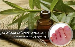 Çay Ağacı Yağı, Faydaları, Kullanım Alanları ve Yan Etkileri