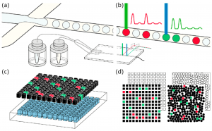 Dijital PCR Nedir, Nasıl İşlev Görür?