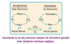 Solunumda Gaz Difüzyonu (Takası) Nedir?