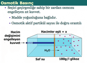 Kardiyovasküler Sistemde Kılcal Sıvı Değişimi Nasıl Gerçekleşir?