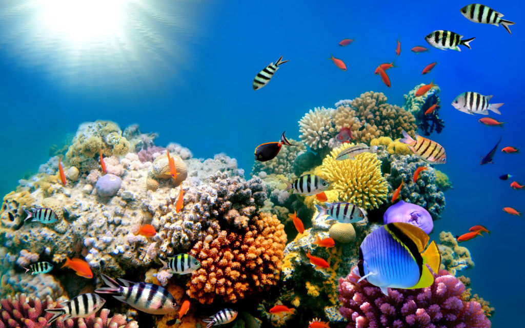 Mercan Resiflerindeki Balıkların Ekosisteme Katkıları
