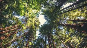 Dünyanın En Yaşlı Ağaç Türleri ve Yaşam Sürelerinin Uzun Olması