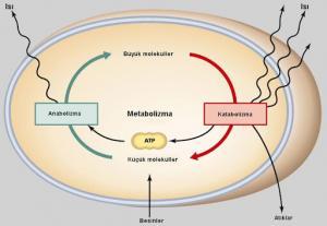 Hücresel Metabolizma ve Protein Aktivitesi