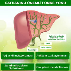 Safra Kesesi Ameliyatlarından Sonra Sindirim Sağlığını İyileştirme Stratejileri