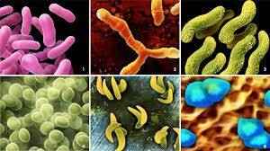 Bakteriler Hakkında Bilinmeyen İlginç Gerçekler