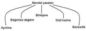 Mendel'in Bağımsız Ürün Çeşitliliği Yasası
