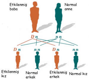 Genetik Baskınlık (Hakimiyet) Nedir ve Nasıl Çalışır?