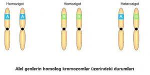 Genetik Baskınlık (Hakimiyet) Nedir ve Nasıl Çalışır?