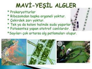 Biyoindikatörler: Çevre Kirliliğinin Doğal Göstergeleri