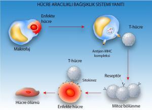 Düzenleyici Treg T Hücreleri Nedir, Nasıl İşlev Görür?