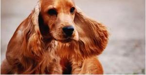 Köpeklerin Bakımında Kullanılan Aromatik Yağlar